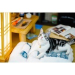 日式寵物睡袋 可拆洗四季通用 L碼 (款式隨機) 貓犬用日常用品 寵物床墊用品 寵物用品速遞