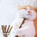 天然木天蓼棒 磨牙棒 (3-6mm) 貓咪玩具 木天蓼 貓草 寵物用品速遞