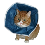 Buster 即棄型頭罩 Disposable Soft Collars (273384) 貓咪日常用品 其他 寵物用品速遞