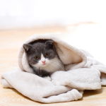 寵物冬天必備 珊瑚絨小被被 顏色隨機 70*100 (貓犬用) 貓犬用日常用品 寵物床墊用品 寵物用品速遞