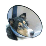 獸醫之選 防抓頭罩 7號 7.5cm (DG-297) 狗狗日常用品 其他 寵物用品速遞