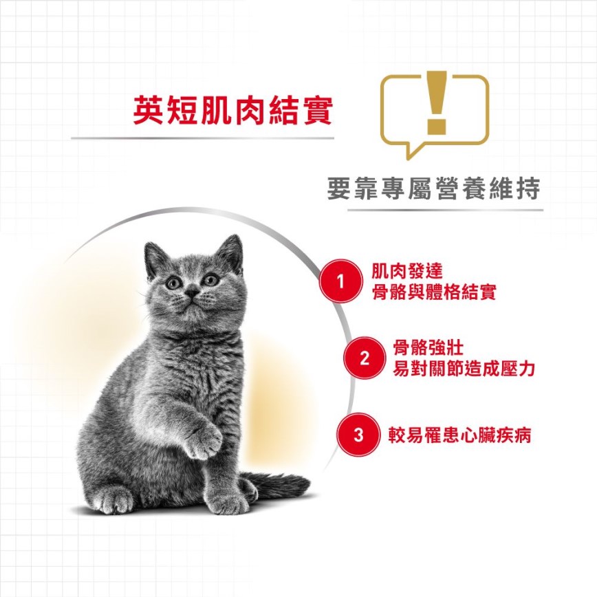 Royal Canin Dry Cat Food - Adult British Shorthair BSH 2kg (2557020010) (圖片4)