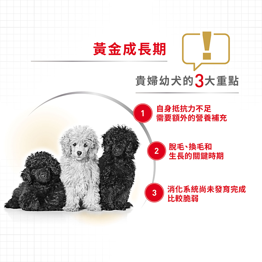 Royal Canin 狗糧 法國皇家狗糧 純種系列 貴婦狗幼犬專屬配方 貴婦幼犬糧 PDJ 3kg (2576700) (圖片4)