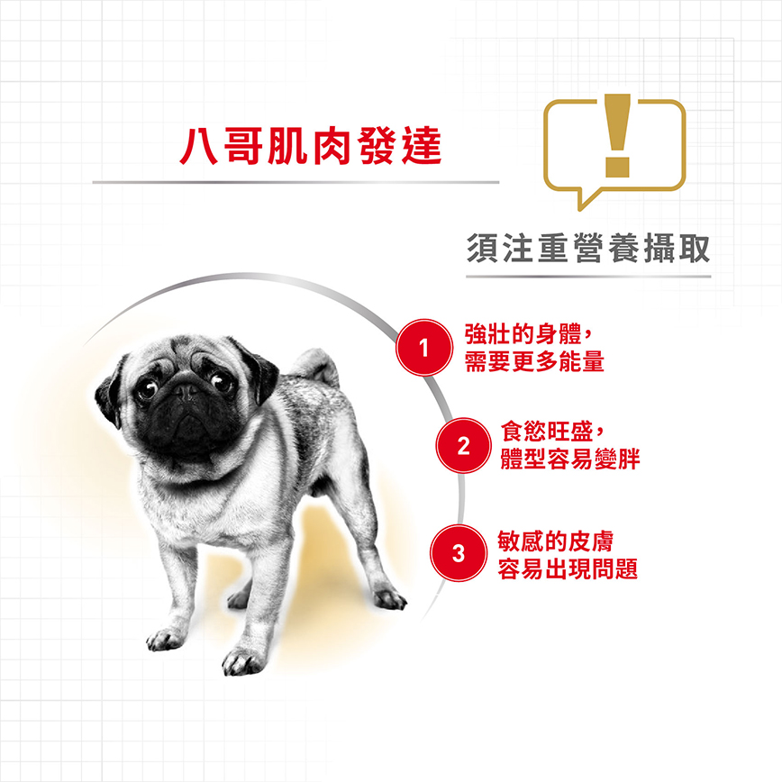 Royal Canin 狗糧 法國皇家狗糧 純種系列 八哥成犬專屬配方 PUG 3kg (2557300) (圖片4)