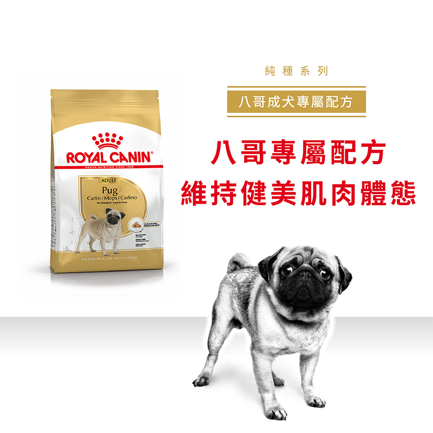 Royal Canin 狗糧 法國皇家狗糧 純種系列 八哥成犬專屬配方 PUG 1.5kg (2557000) (圖片3)