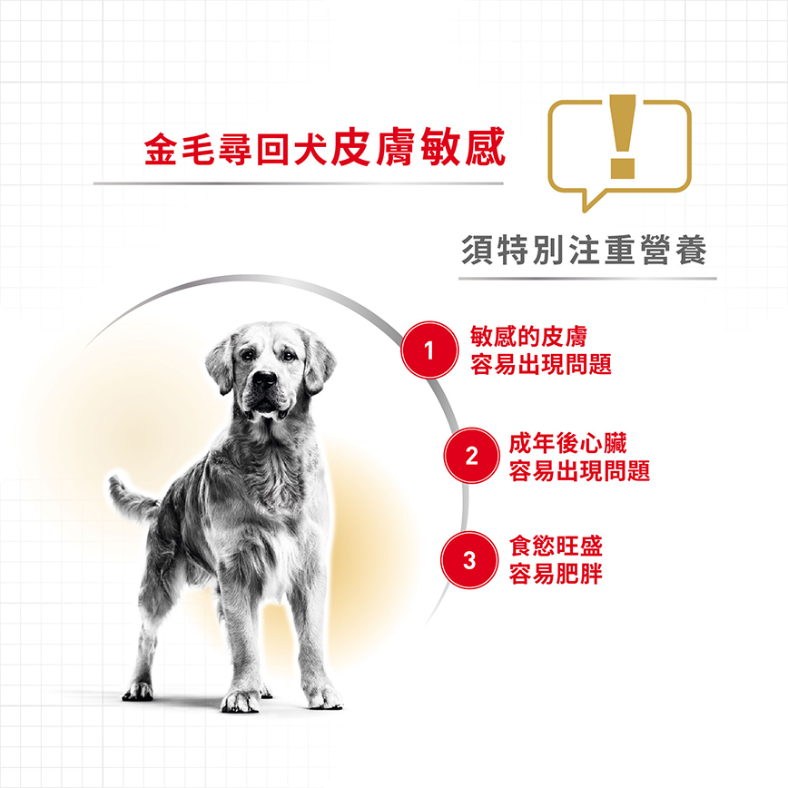 Royal Canin 狗糧 法國皇家狗糧 純種系列 金毛尋回成犬專屬配方 金毛尋回成犬糧 GOD 12kg (2553700) (圖片4)