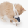Catit-Nuna-Catit-Pixi-貓咪陀螺玩具-藍色-43146-其他-寵物用品速遞