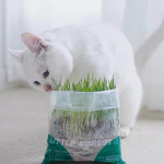 MOBOLI 小森林袋裝貓草 (mo2d) 貓玩具 木天蓼 貓草 寵物用品速遞