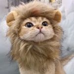 可愛玩具嚴選貓咪獅子頭套 貓咪日常用品 其他 寵物用品速遞