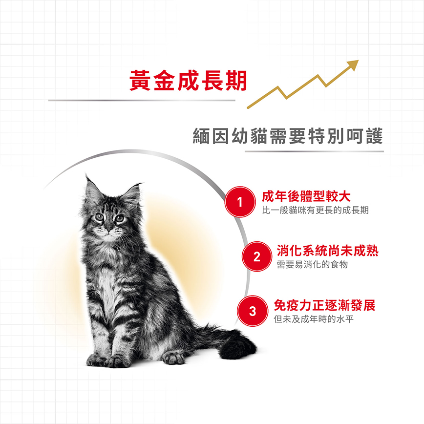 Royal Canin 貓糧 法國皇家貓糧 純種系列 緬因幼貓專屬配方 KMCO 2kg (R448637) (圖片4)