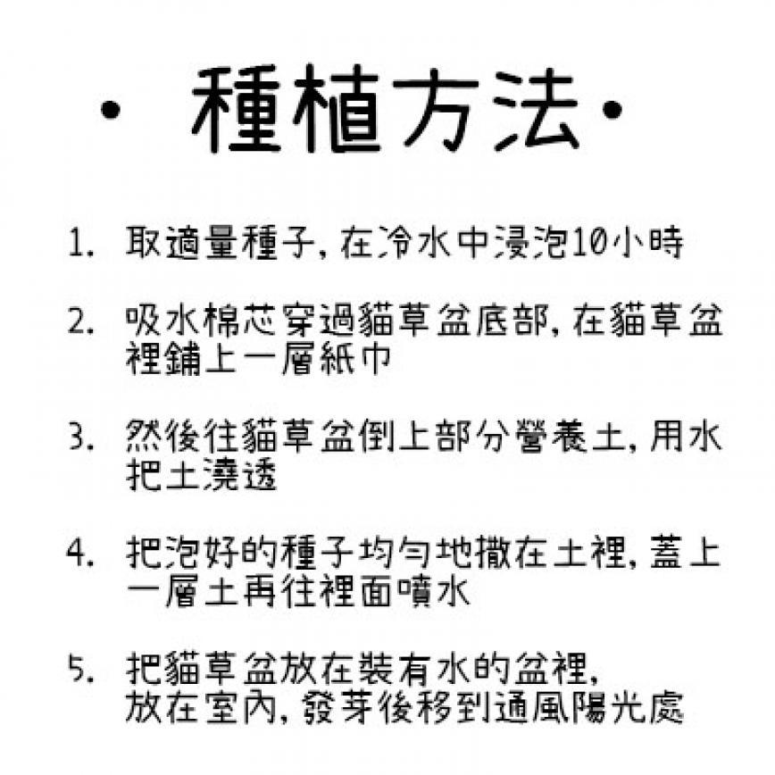 DIY 種植天然吐毛球小麥草套裝 (大盆) (圖片3)