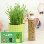 DIY 種植天然吐毛球小麥草套裝 (小盆) 貓咪保健用品 貓咪去毛球 寵物用品速遞