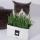 貓咪保健用品-DIY-有機無土水培種植貓草-一個裝-貓咪去毛球-寵物用品速遞