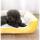 貓犬用日常用品-寵物床-防滑厚身-M碼-黃-貓犬用-貓犬用-寵物用品速遞