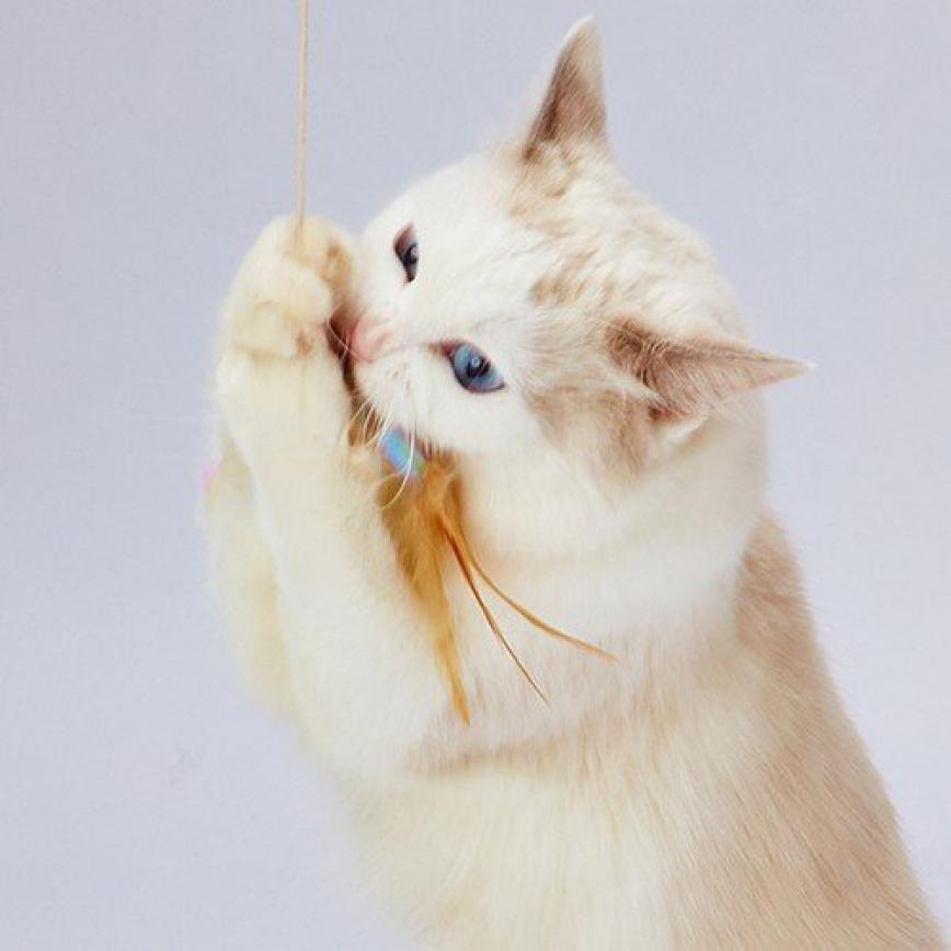 日本Petio 軟棉棉蜻蜓貓咪逗貓棒 (圖片3)