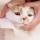 貓咪清潔美容用品-日本CattyMan-貓咪專用清潔濕紙巾-30枚入-皮膚毛髮護理-寵物用品速遞