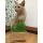 貓咪保健用品-日本HARIO-貓草無土環保-栽培套裝-2個入-貓咪去毛球-寵物用品速遞