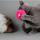 貓咪玩具-兔毛柔軟波波逗貓棒-顏色隨機-貓貓-寵物用品速遞