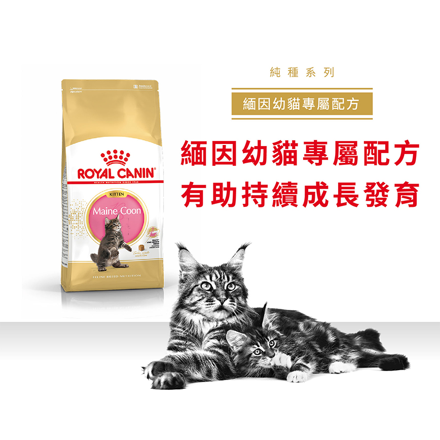 Royal Canin 貓糧 法國皇家貓糧 純種系列 緬因幼貓專屬配方 KMCO 10kg (2521100) (圖片3)