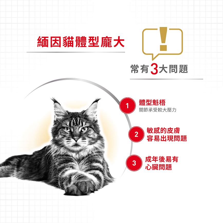 Royal Canin 貓糧 法國皇家貓糧 純種系列 緬因成貓專屬配方 10kg (2550100010) (圖片7)